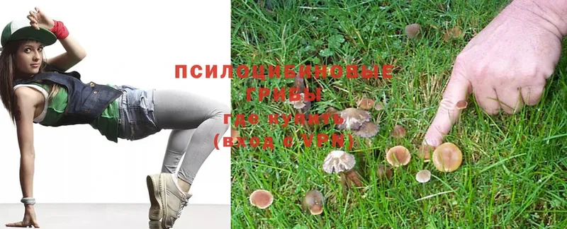 Псилоцибиновые грибы MAGIC MUSHROOMS  Богородицк 